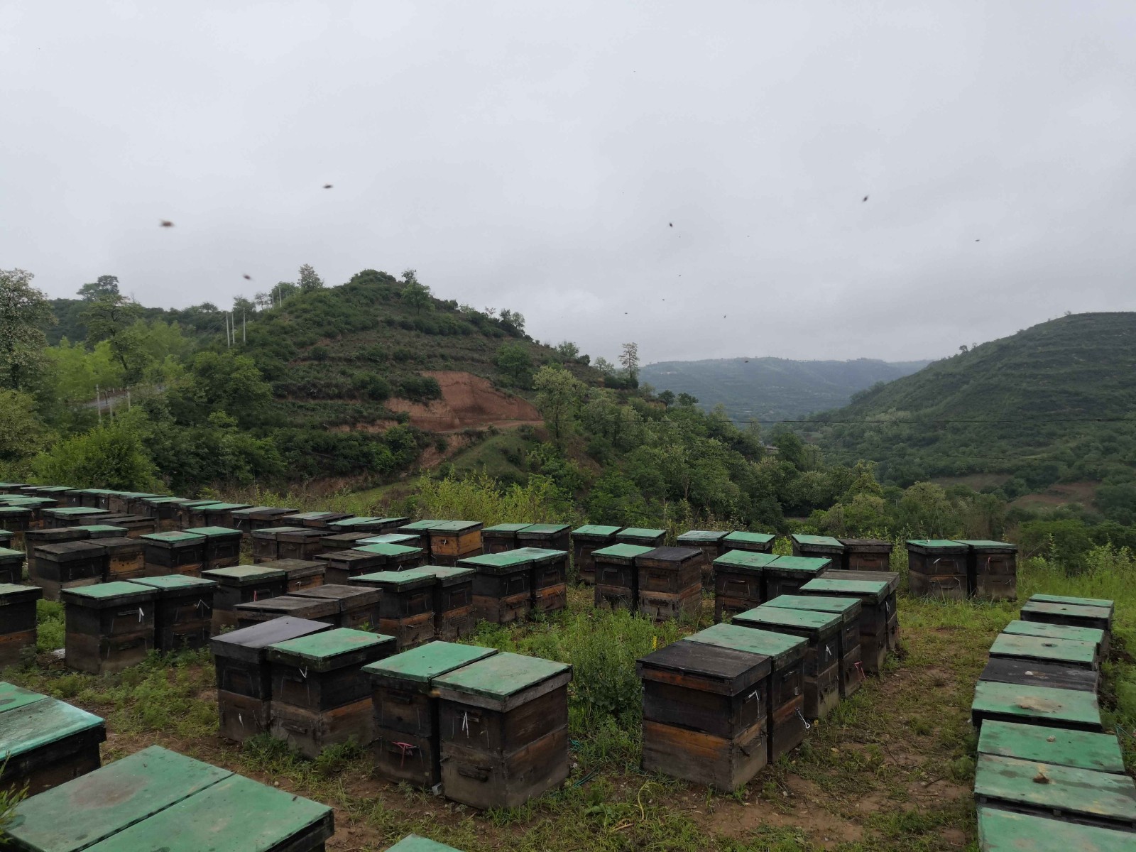 專業，隻爲順其自然——-諾瑞沃蜂蜜簡介